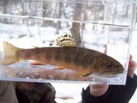 another one of my friend's brookies