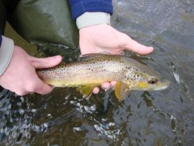 gunpowder brown