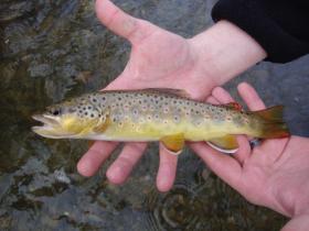 another gunpowder brown
