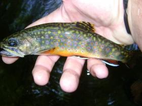 Little 6 in. brookie