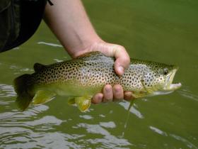 Caught at Yellow Creek summer of 09