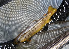 Spring Creek Brown