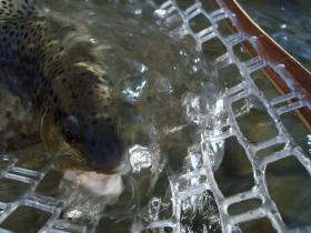 Winter Brown Trout