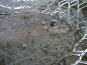 Winter Brown Trout