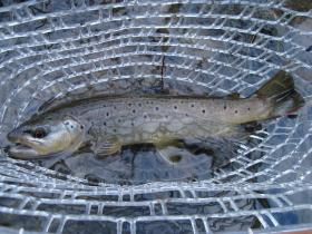 Winter Brown w/ unique pattern. 