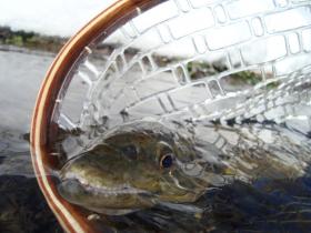 Spring Creek Brown