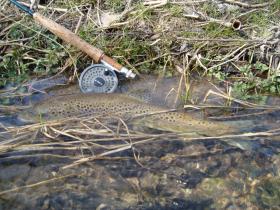 Pa Brown Trout