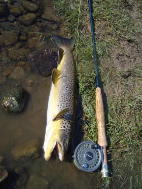 Pa Brown Trout