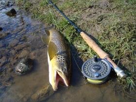 Pa Brown Trout