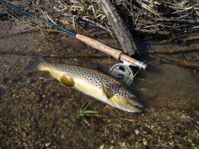 Pa Brown Trout