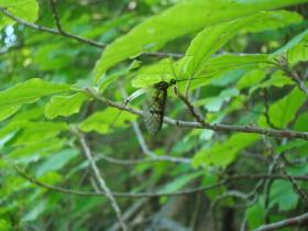 Penns Creek Green Drake