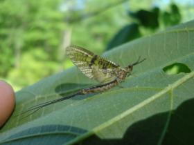 Penns Creek Green Drake