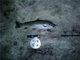 Big Brookie