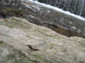 Epeorus Spinner, Front Row Seat at Dam, March 25, 2010