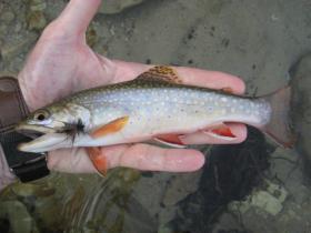 Brook Char on Black Stimulator, SC PA