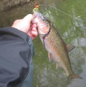 Fallfish