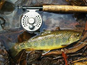 Stocked Brookie
