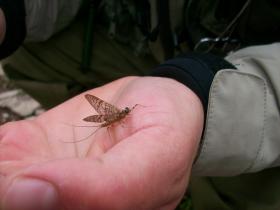 March Brown