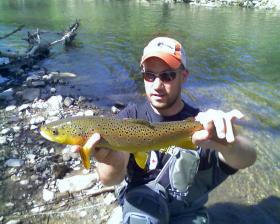 Brown Torpedo