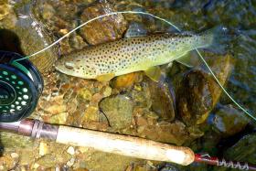 Muddy Creek Brown