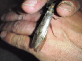 big stonefly, May 2010