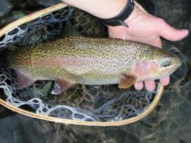 East branch rainbow