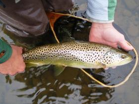 Beaverkill brown