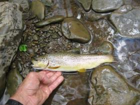  Potter Co brownie