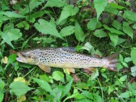  Another healthy brown