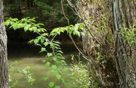 Penns Creek