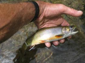 Healthy native