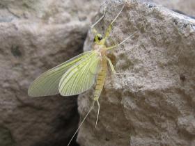Sulphur