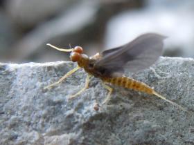 Found on honey creek