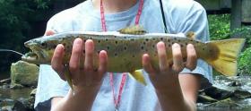 My biggest trout ever