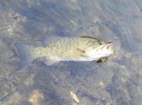 First REAL Smallie of 2010