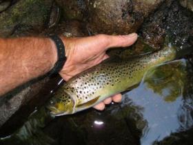  Carbon Co wild brown