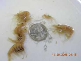 Pine Creek shrimp