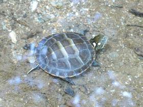 Curious turtle