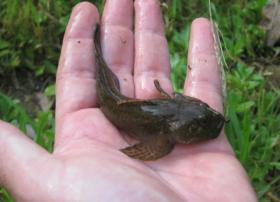 Monster Sculpin!