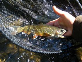 Savage River Native