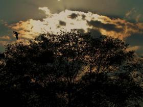 Osprey at Sunset