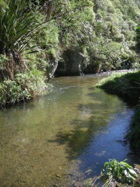 New Zealand Stream