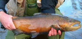 NZ Brown