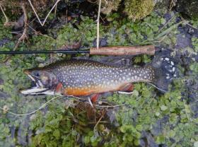 First PA Trout of the Year!!!