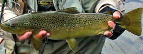 Beaverkill Brown