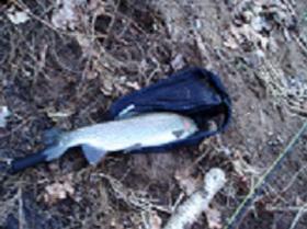 22" bow 