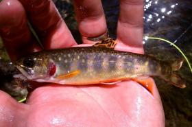 My first Native Brookie