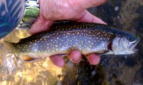 Brookie