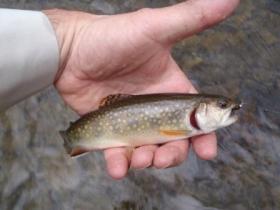 Central Pa. Brookie