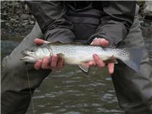 Little J Tiger Trout